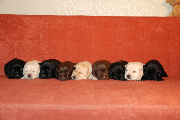 allpups